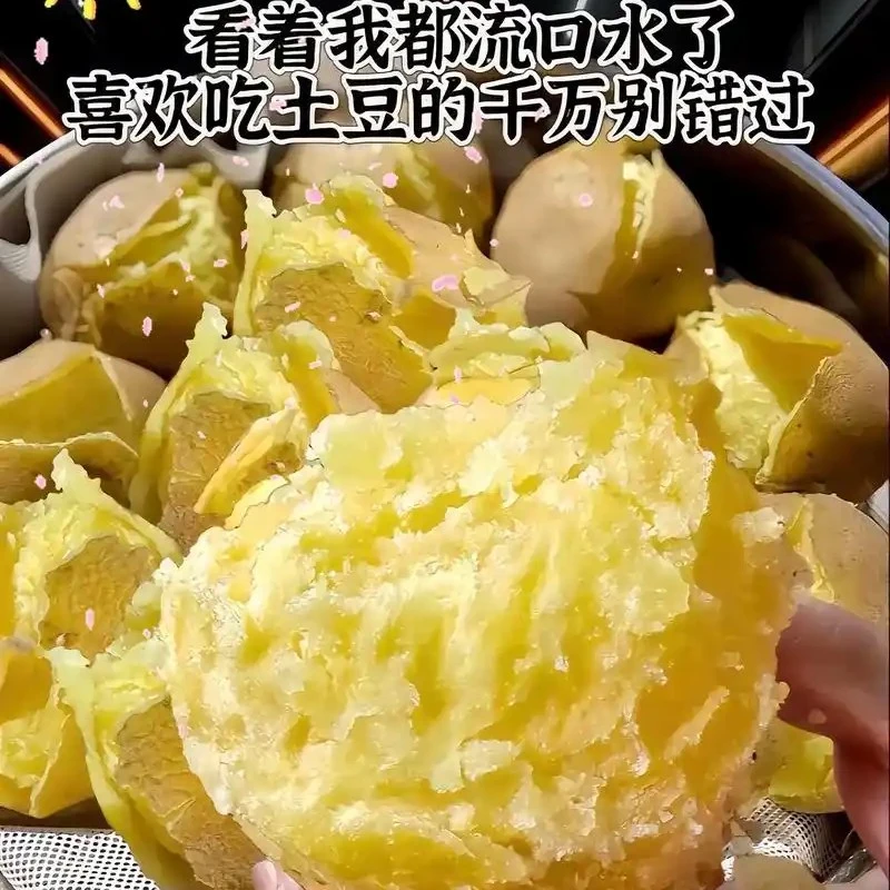 正宗定西沙面黄心土豆现挖现发坏果包赔