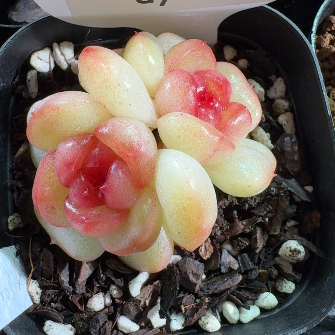 0129-0186-编号糖心双头