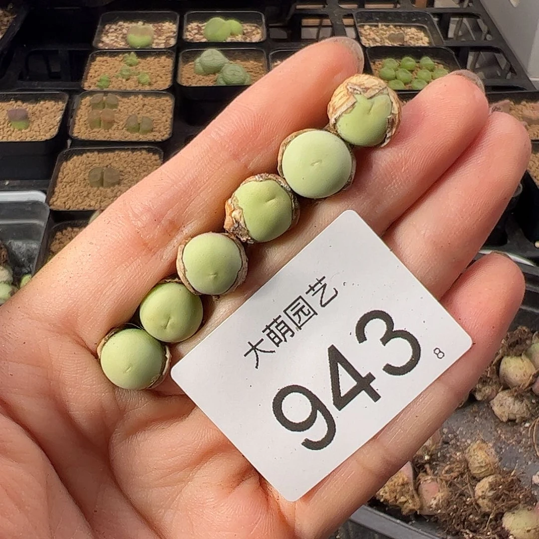 0000943 一物一拍。