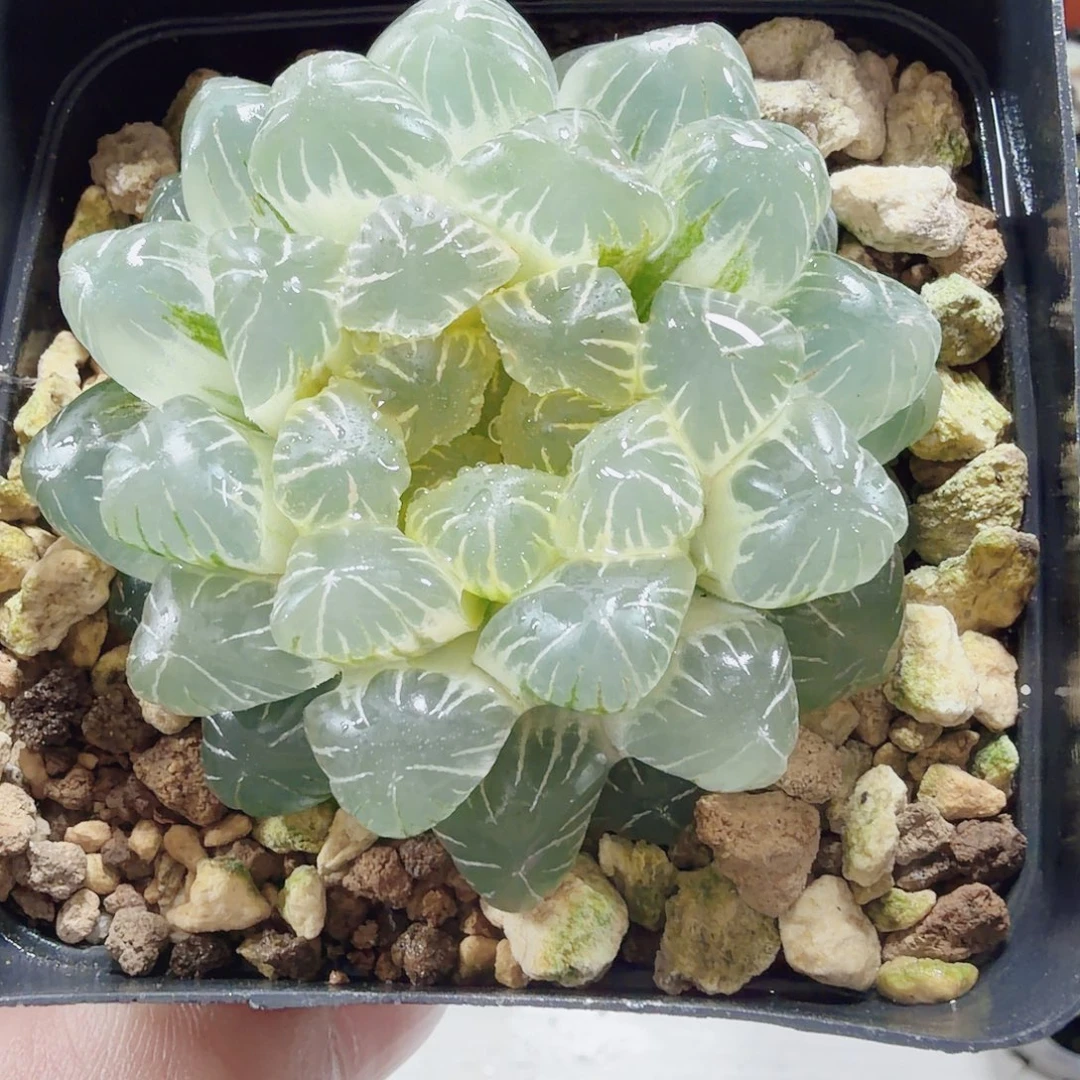 十二卷福利玉露冰灯锦糊班