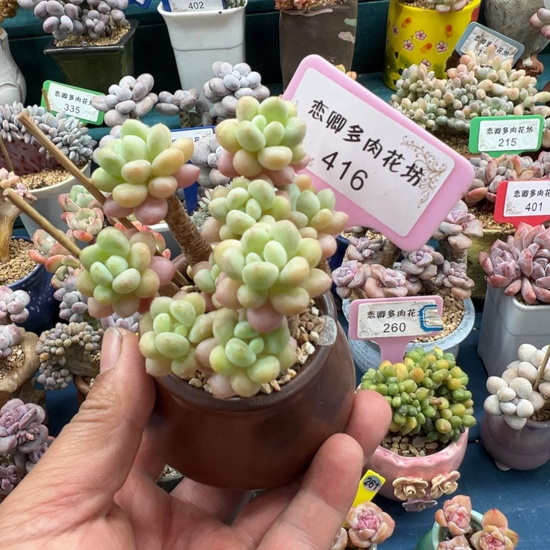 416号鱼子酱老桩0000