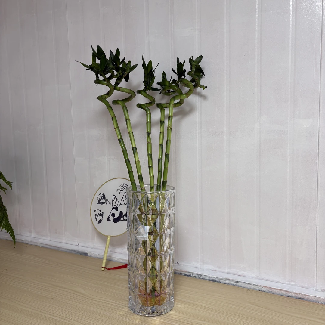 水培转运竹5棵 弯竹带根好养易活【不含花瓶】