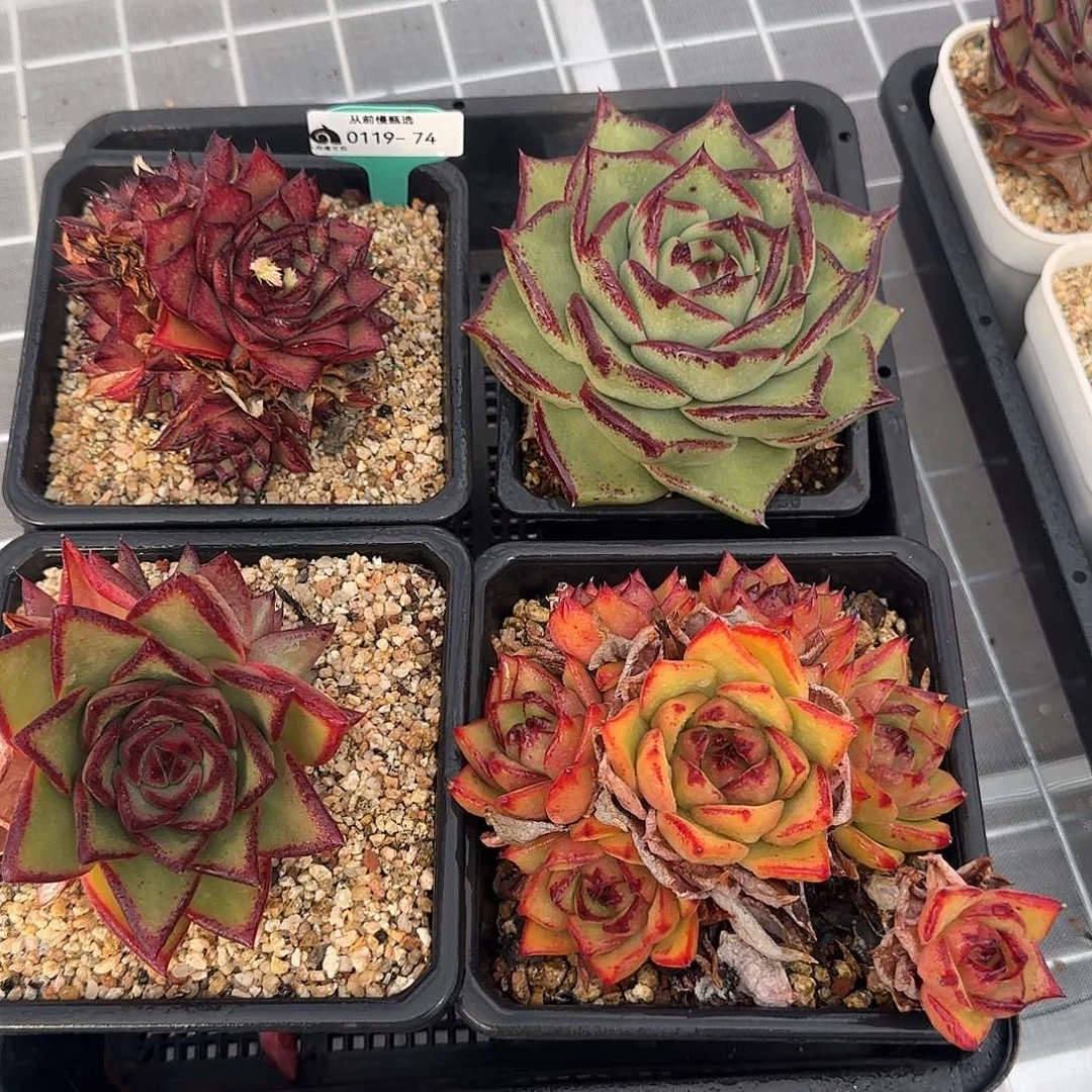 从前慢花园精选0119-74