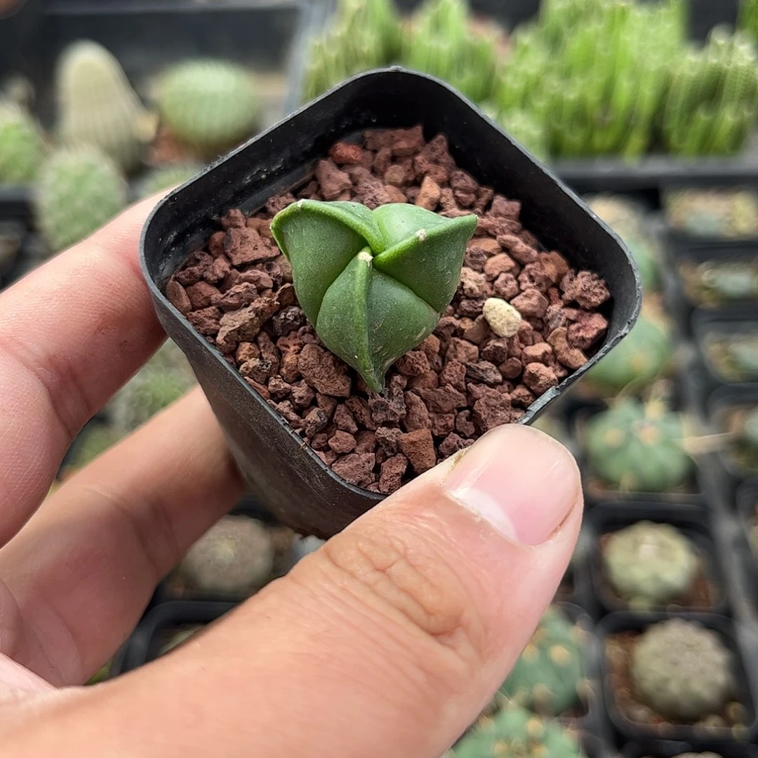 三角鸾凤玉单头发货