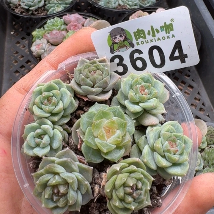 无花朵多肉植物多肉植物