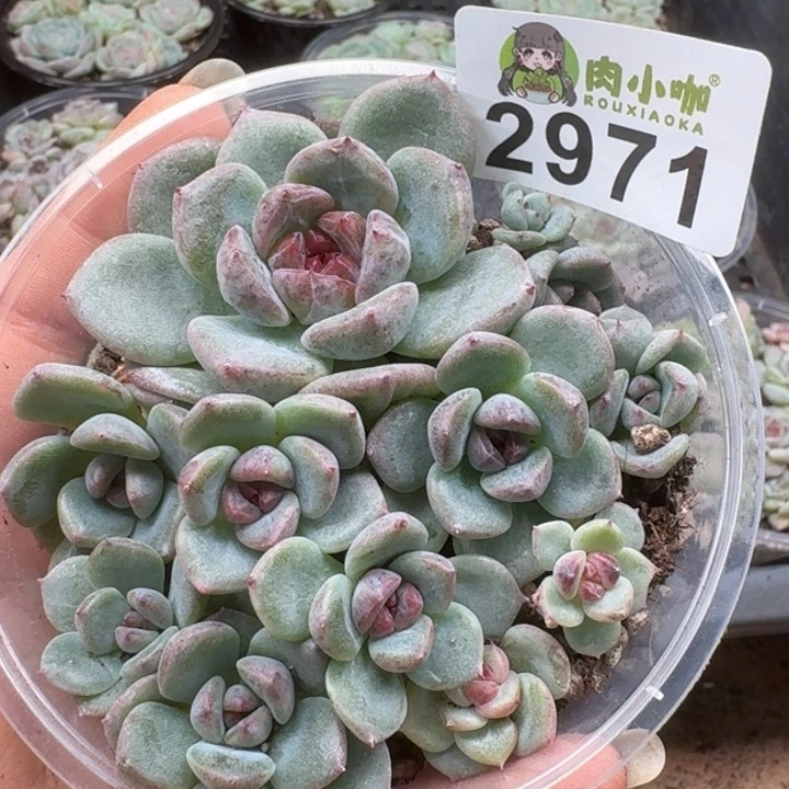 多肉植物多肉植物