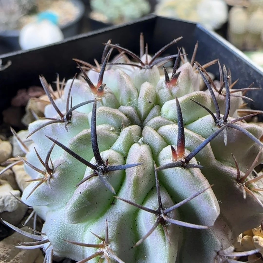 103实生白肌素妆玉3.8