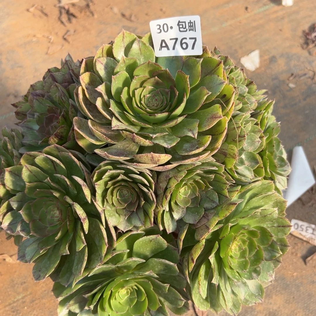 767 多肉不包断枝