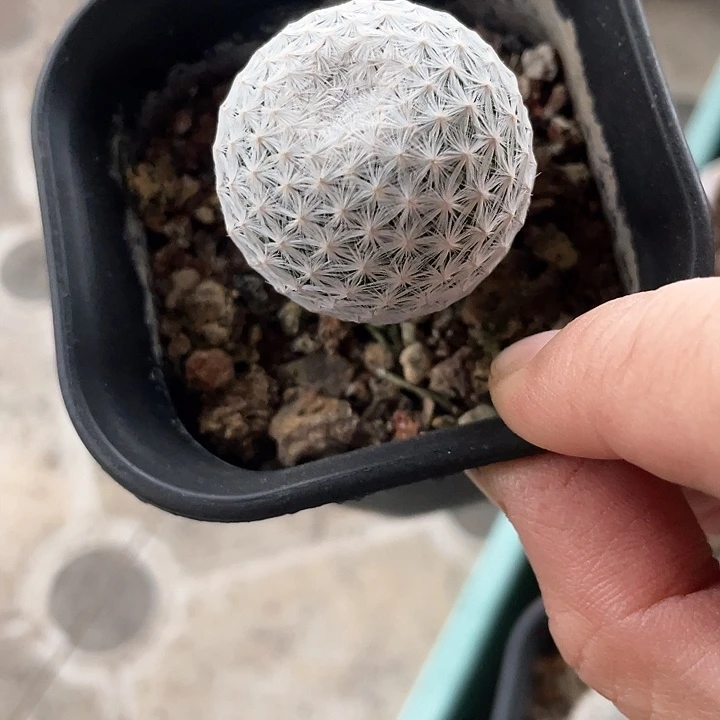 实生白鸟仙人球一颗