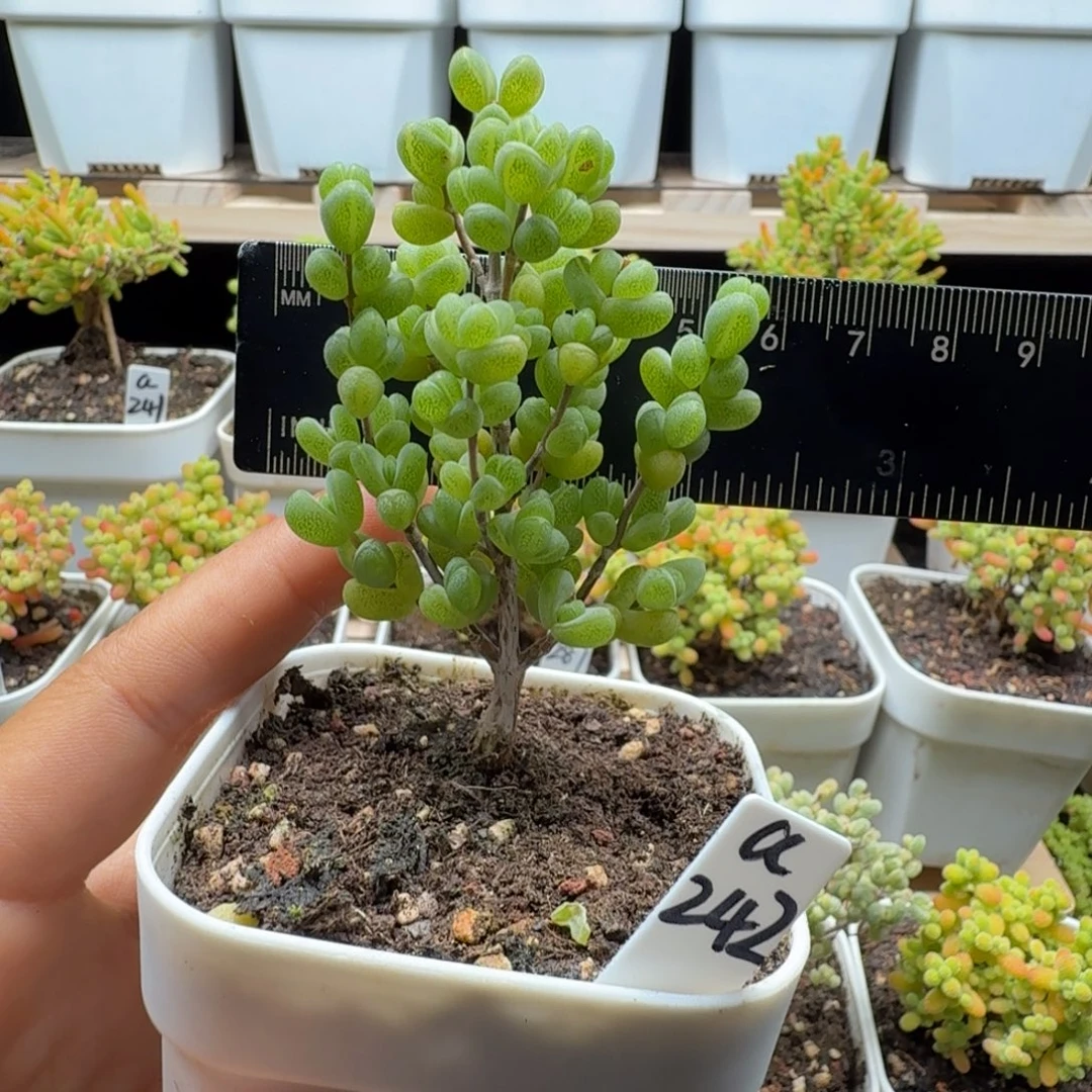 a242号元宝冠服5厘米左右