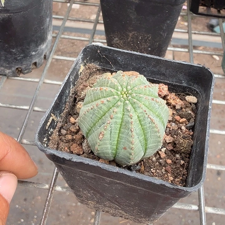 欧布小单头3仙人球