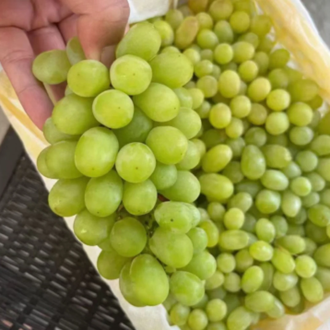 新疆无核白葡萄吐鲁番糖豆豆葡萄同城送新疆维吾尔自治区