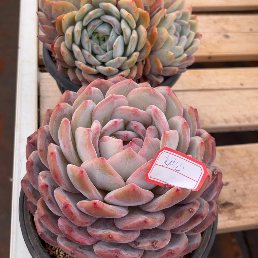 A*心111111111111111