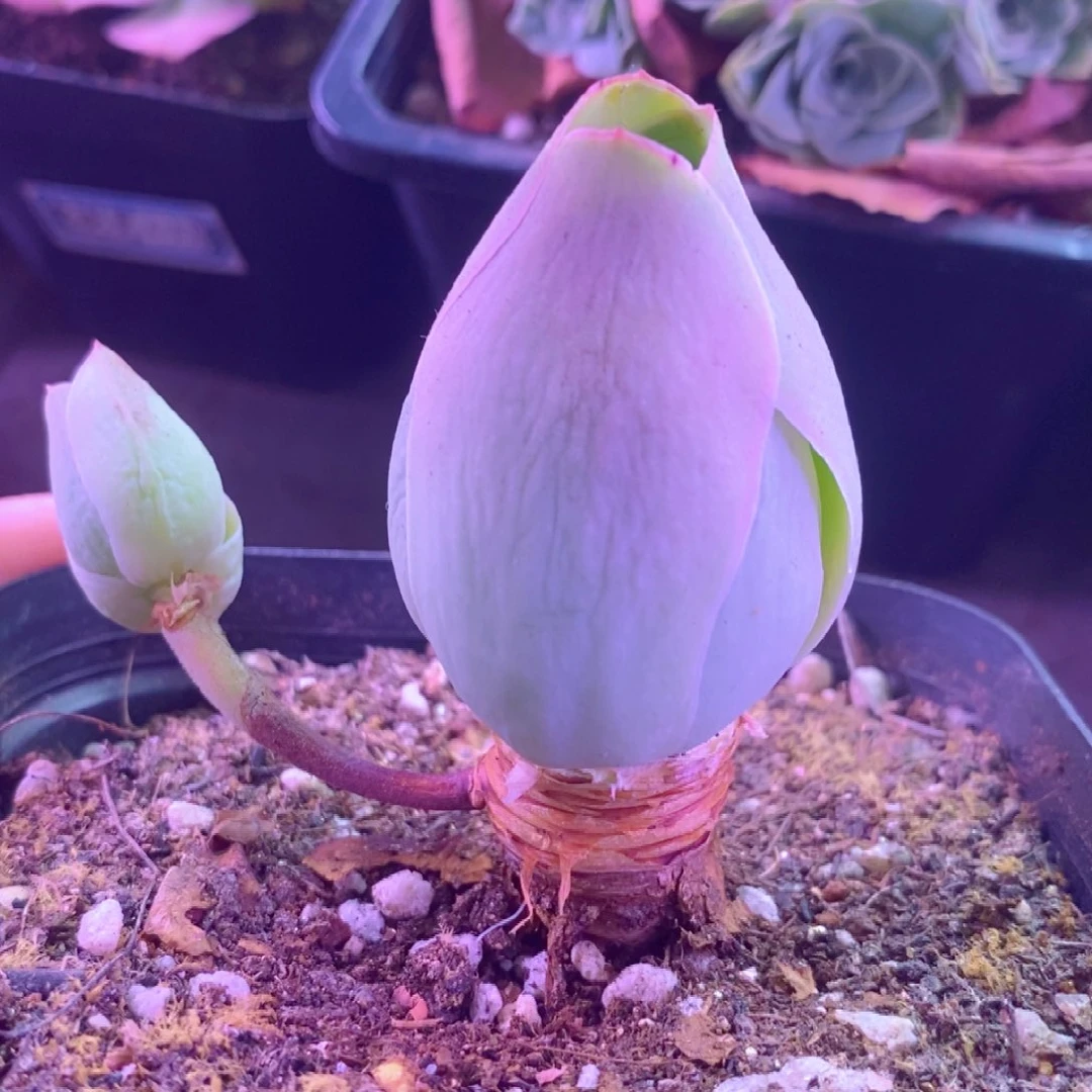 水蜜桃玫瑰老桩一物一拍002