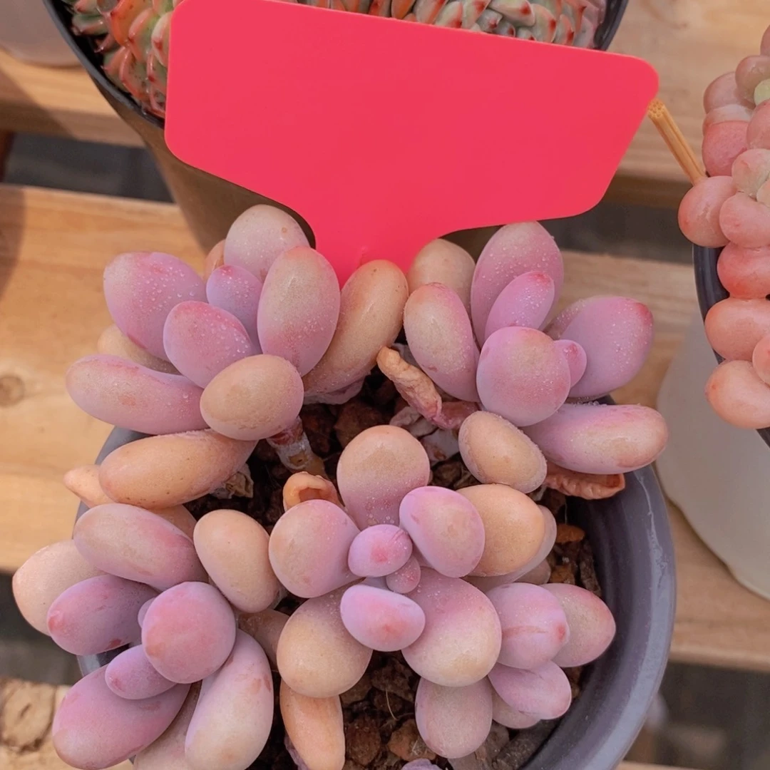 开心多肉，一物一拍