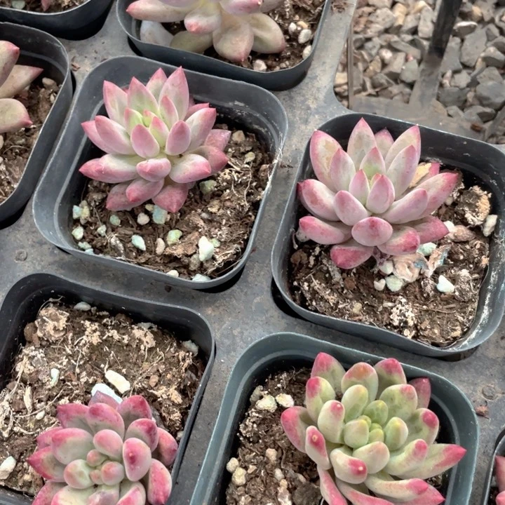 虞美人65杯随机发满18