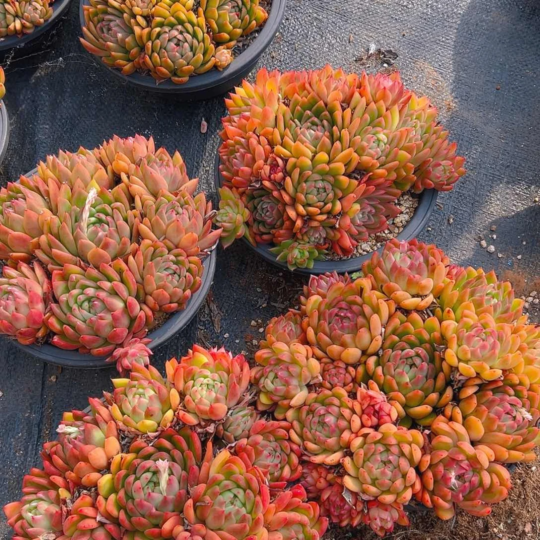 鹰嘴东云，满18包邮