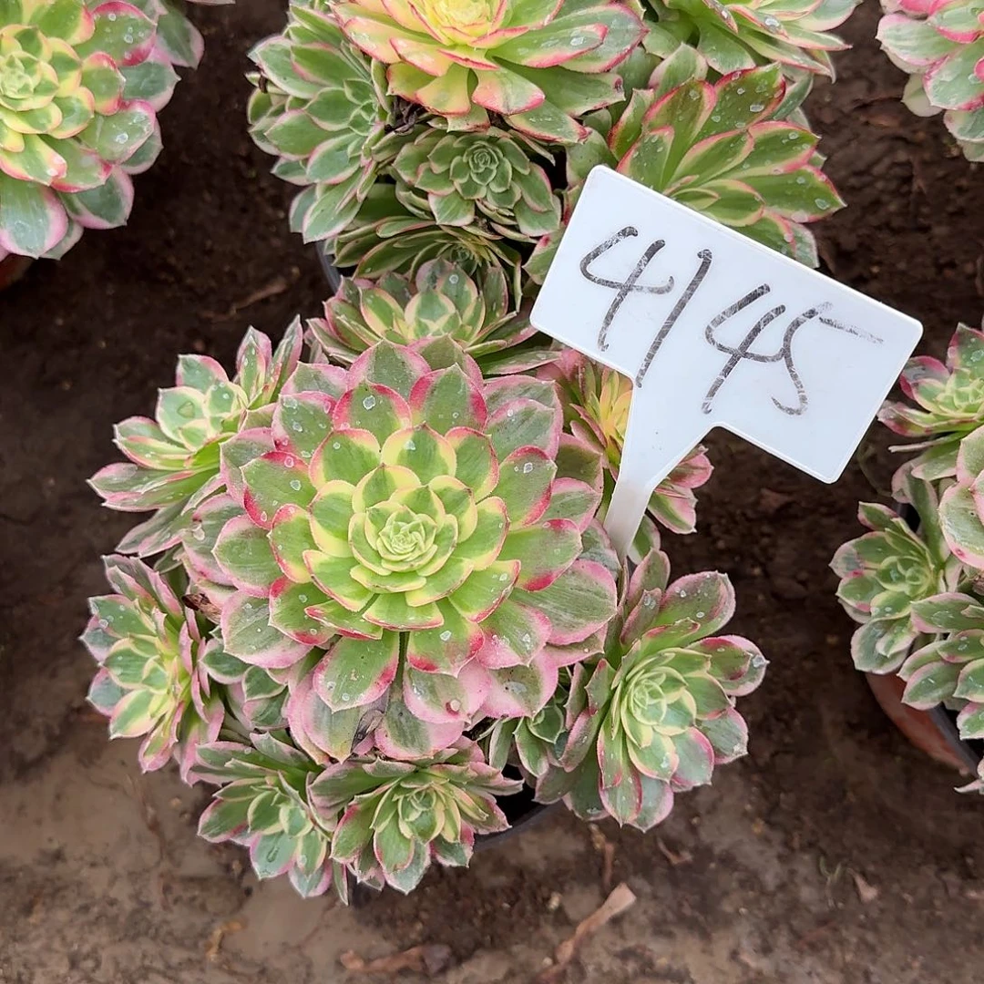 4145海王多肉法师多肉