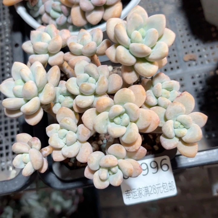 幸运的是我还没遇到