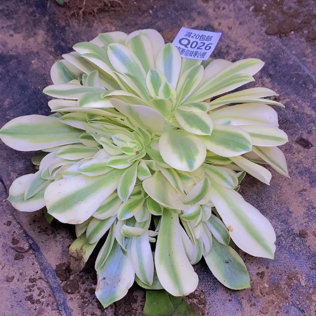 026辛尼亚多肉法师锦