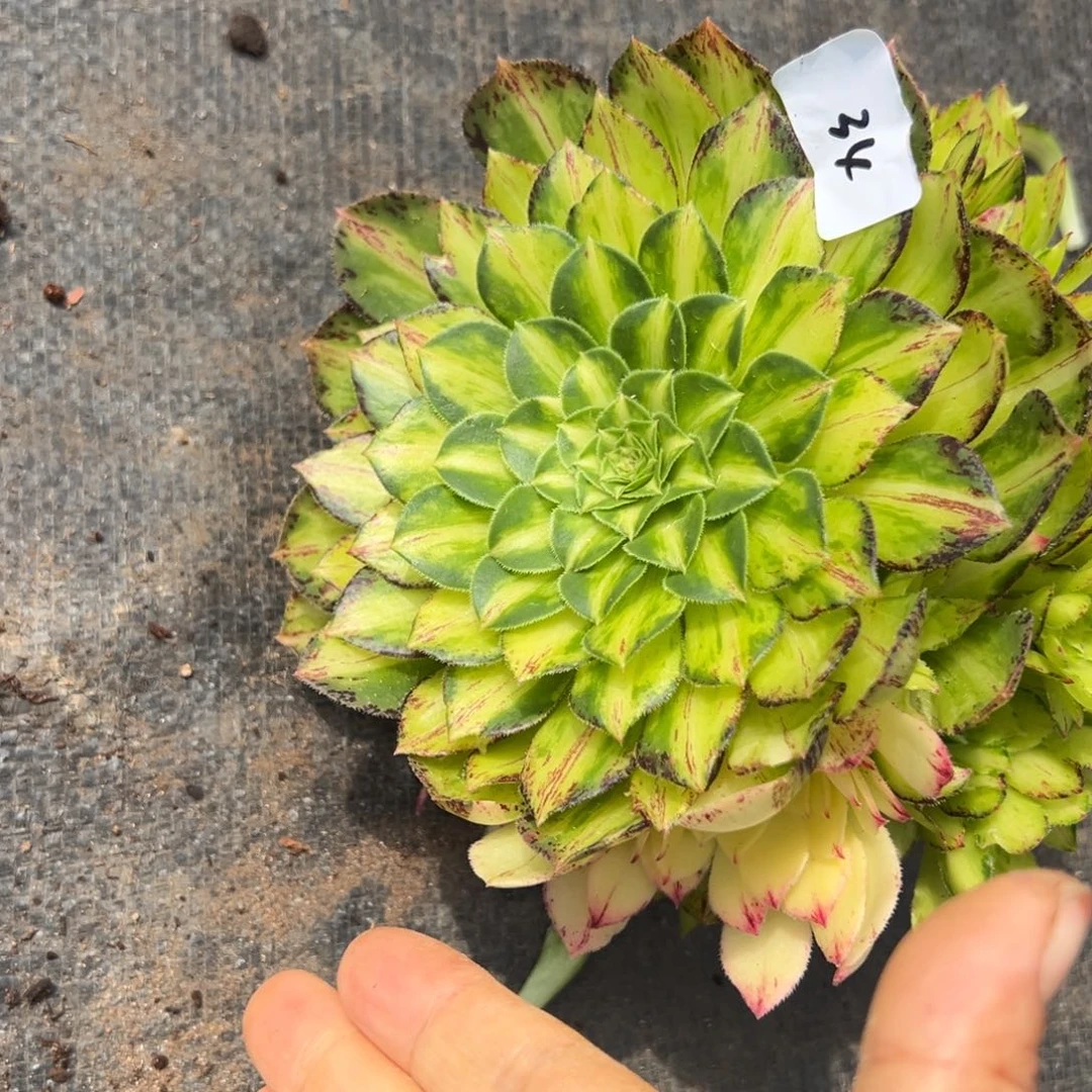 34白知否无根多肉系