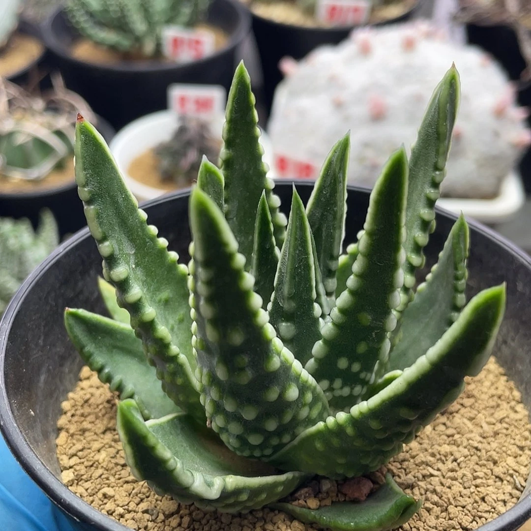 实生大尤原始恐龙泪珠