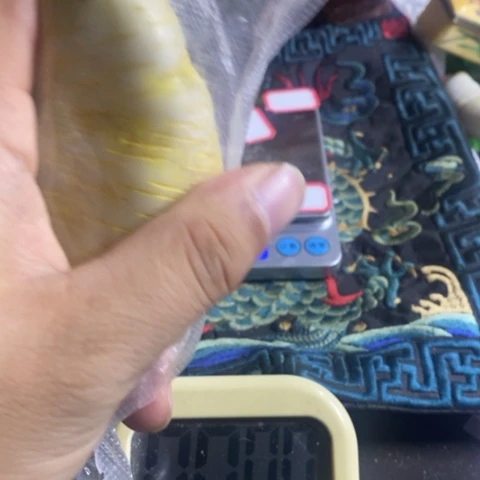 陶伟*官方链接放心拍