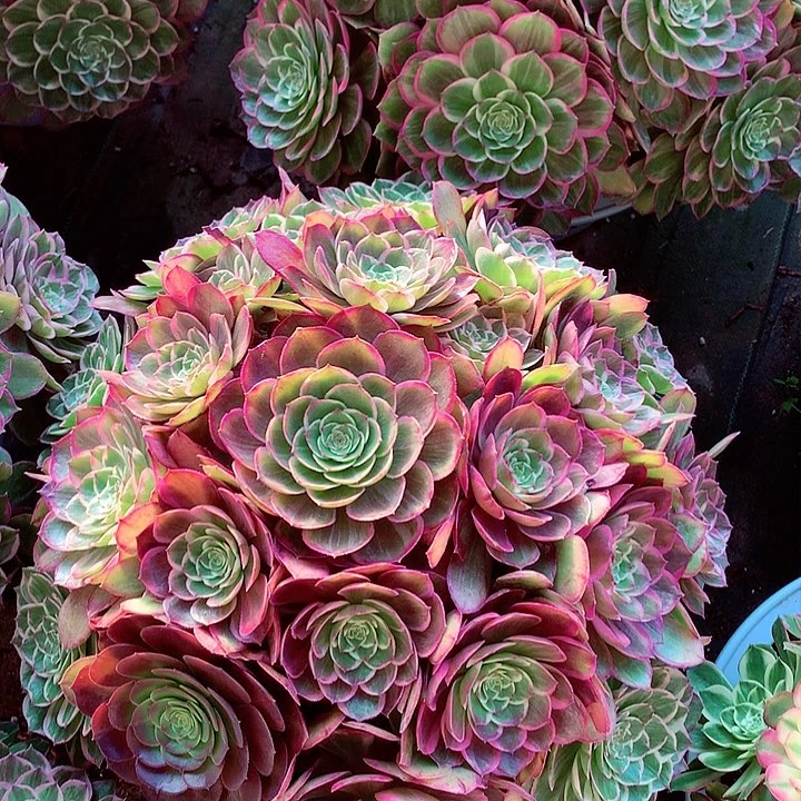 莲花座，多肉植物