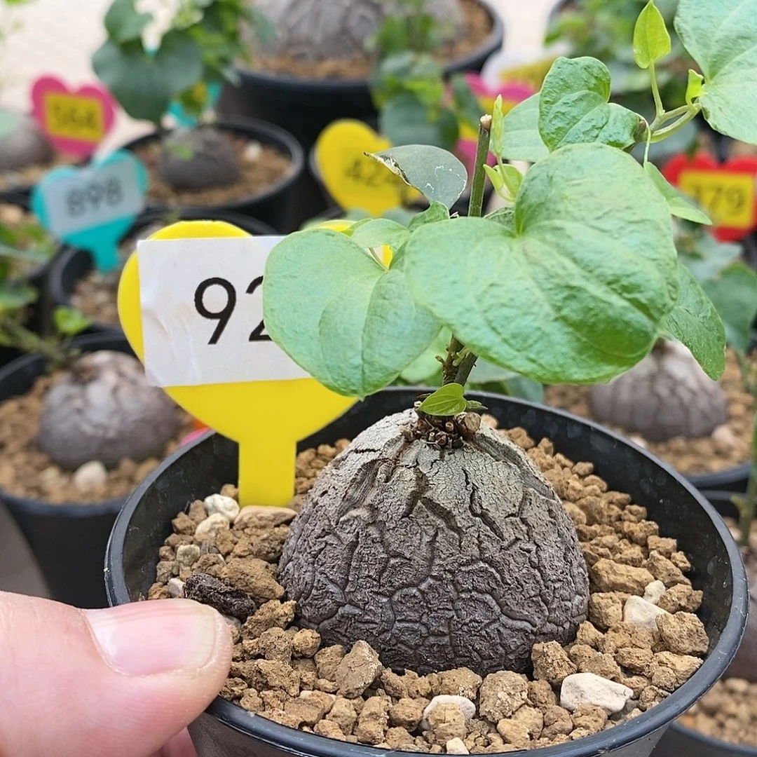 微*南非龟甲龙龟甲龙