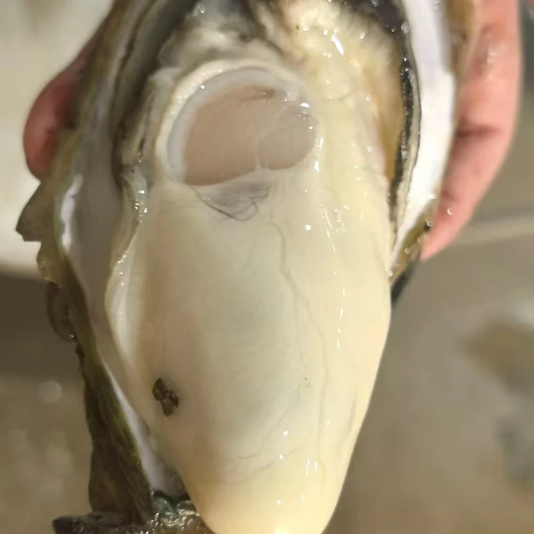 正宗（台山）生蚝 新鲜现剥 鲜甜脆口 16～20只/罐 中大蚝/斤