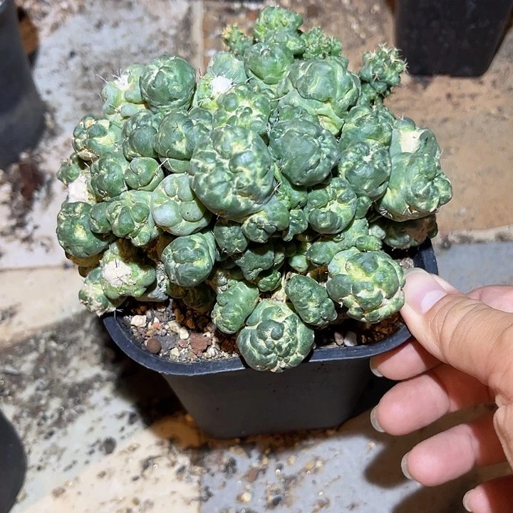无花朵刺缀象牙大群