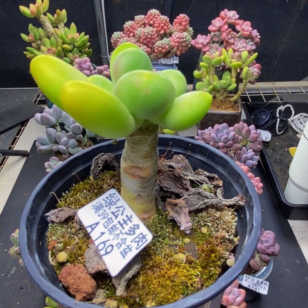 169芒果奶多肉5c m