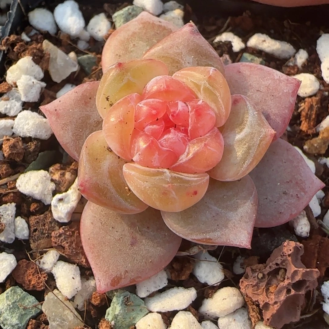 小卡拉米糖心一物一拍