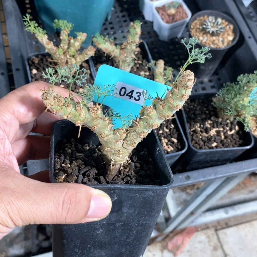 白皮越界多肉植物