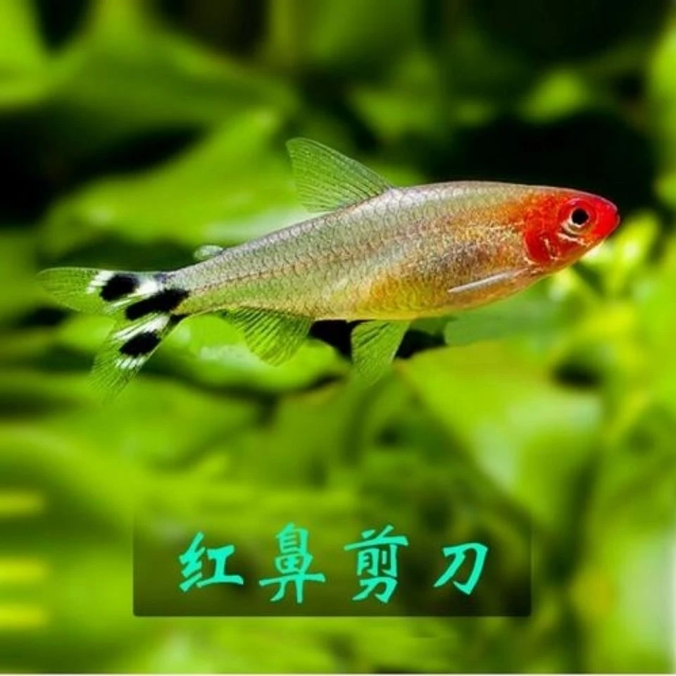红鼻剪刀鱼红鼻子群游鱼淡水鱼灯科鱼活体宠物热带小型观赏鱼草缸