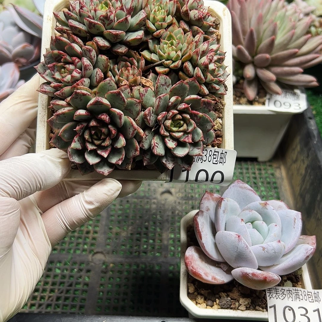 无花朵多肉一物＿拍植物1100