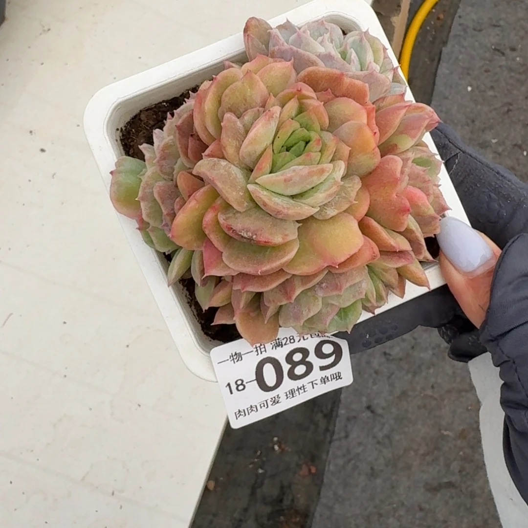 石化昂斯诺无盆土发货