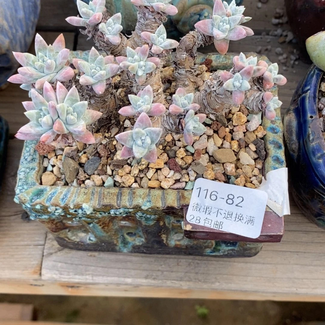 是****82号花盆福利吧啦啦吧