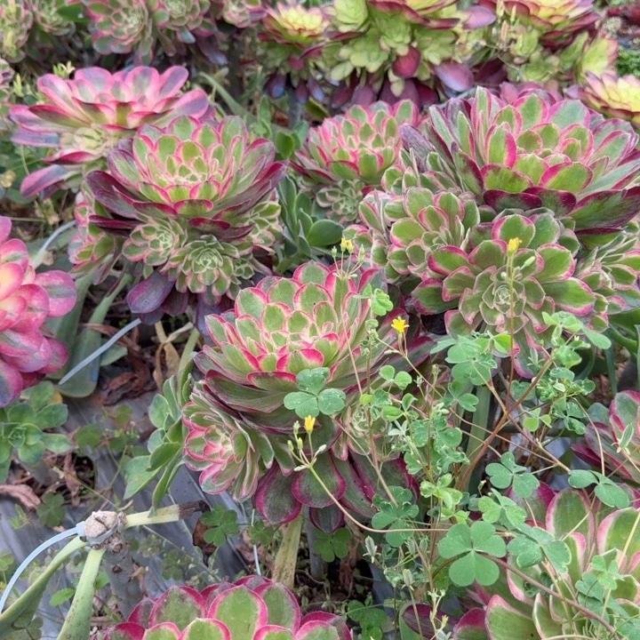 孔雀翎嫁接捧花啊啊