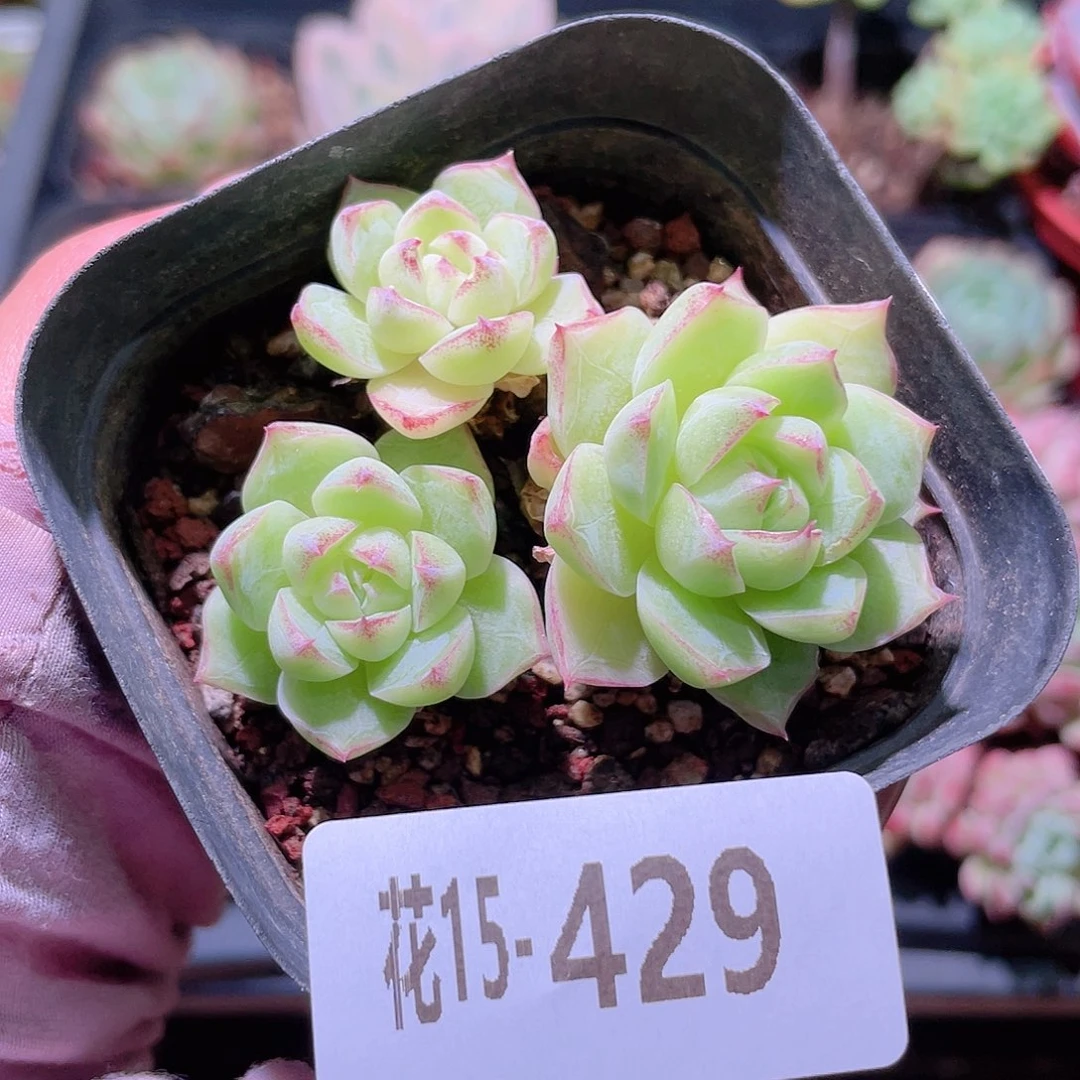 花利美15-429女王玫瑰