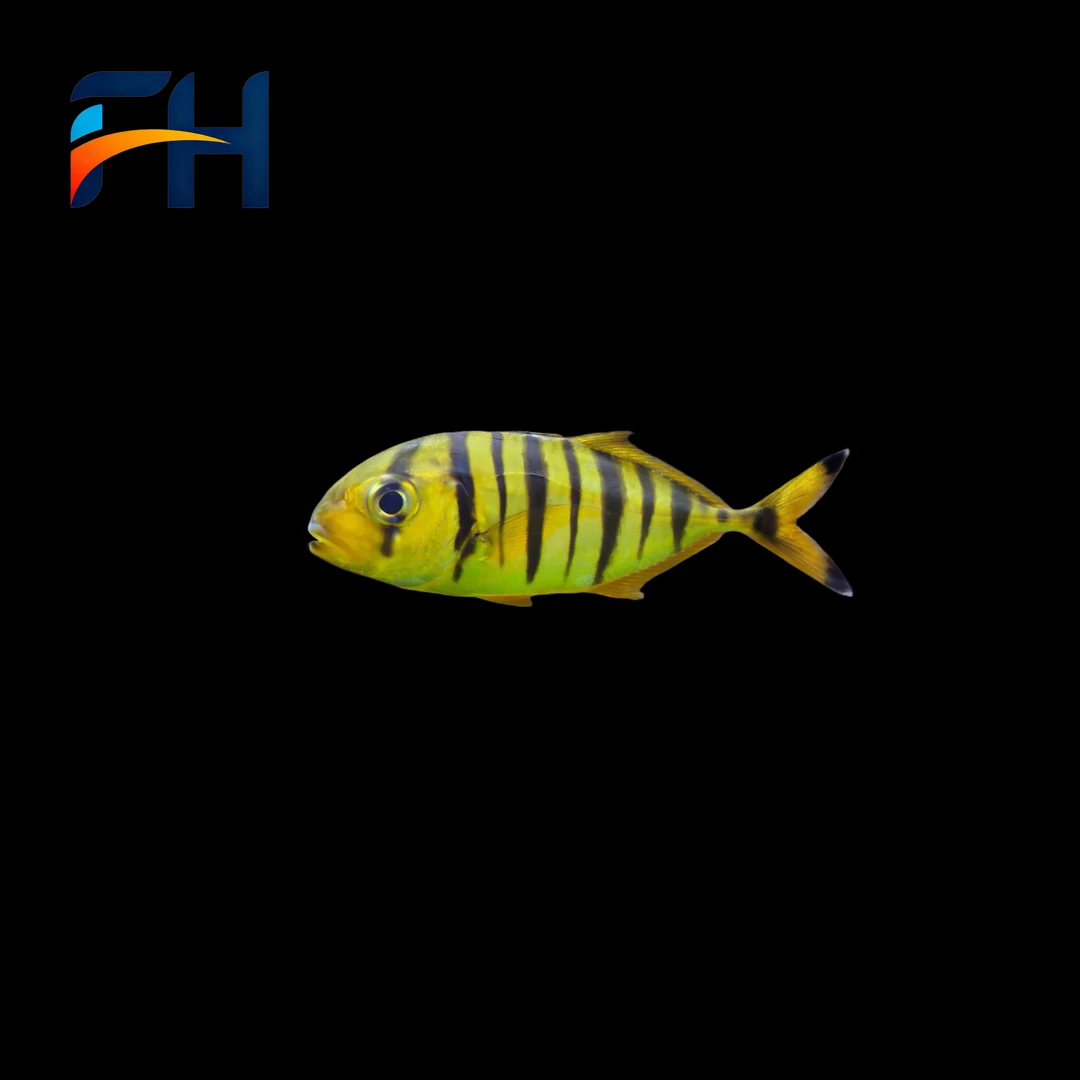 养定开口颗粒黄金参海水观赏鱼水族宠物海鱼顺丰包邮