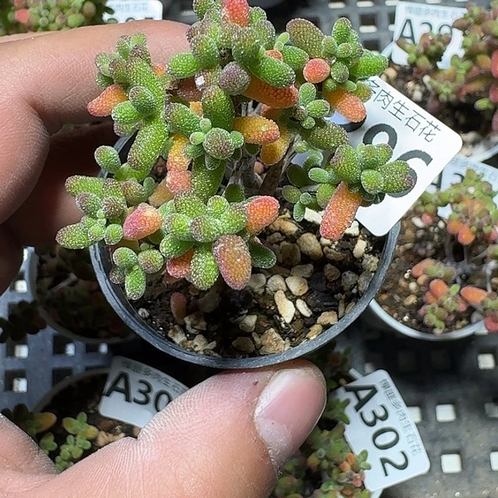 296 多肉植物多肉植物