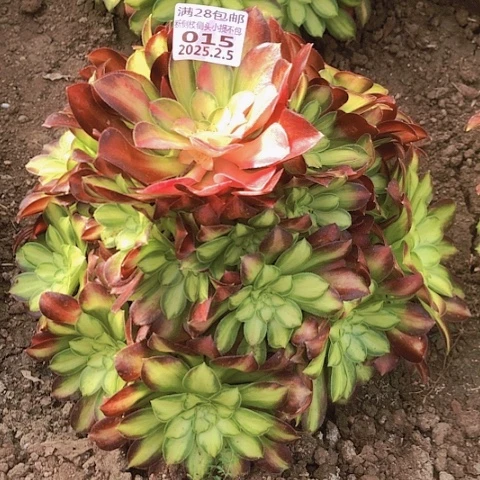 墨*2.5-15韶华多肉植物