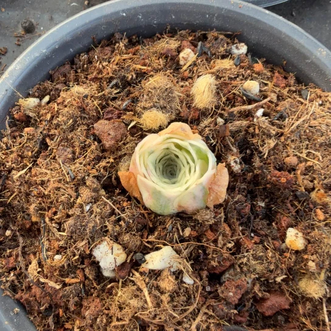 *****山地玫瑰锦锦上园艺一物一拍