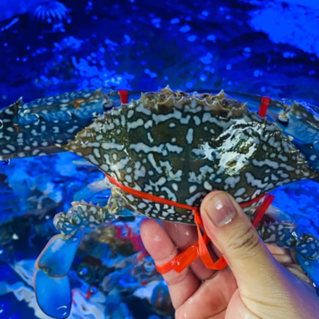 远海鲜活兰花蟹500g蟹同城配送