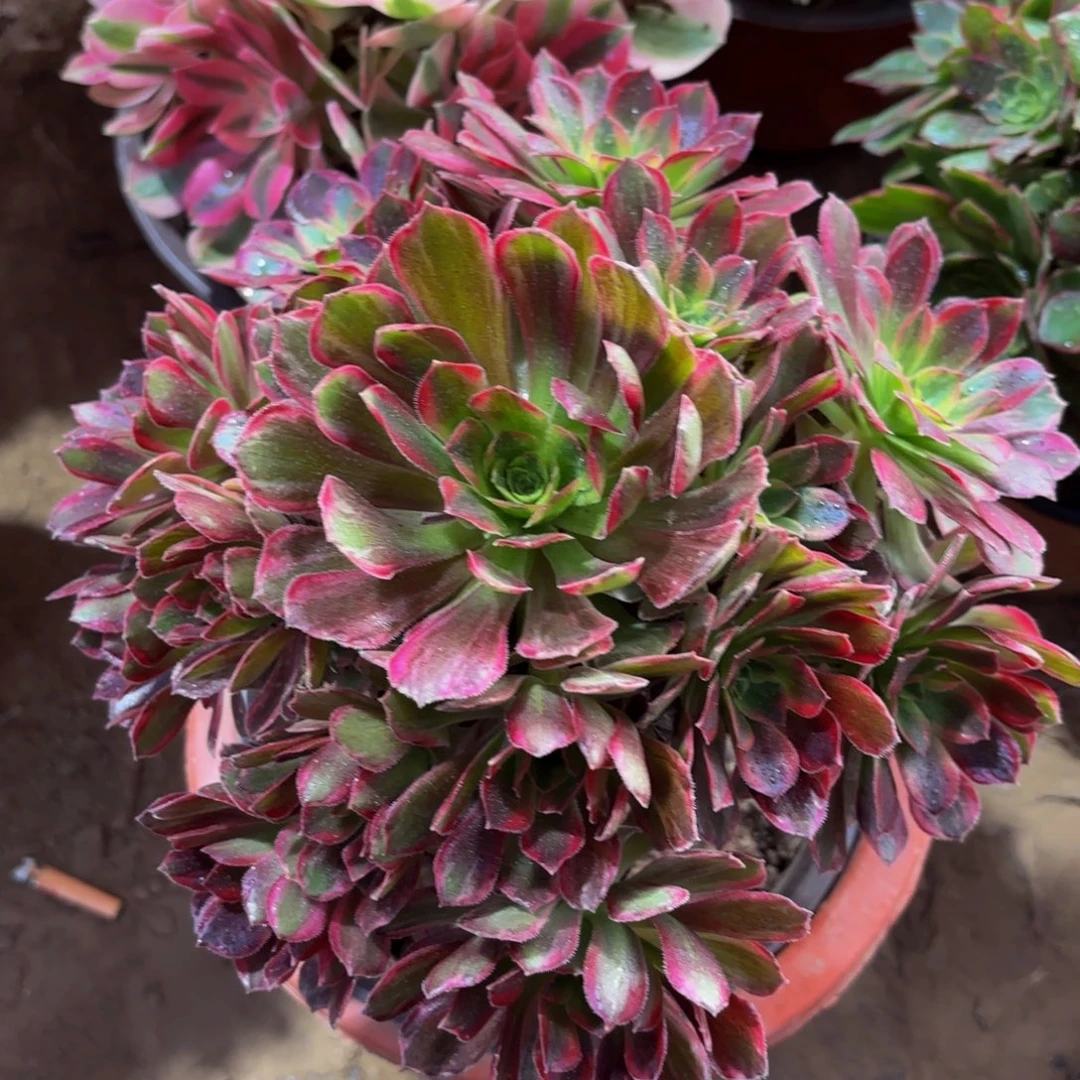 安娜12.8法师木质老桩