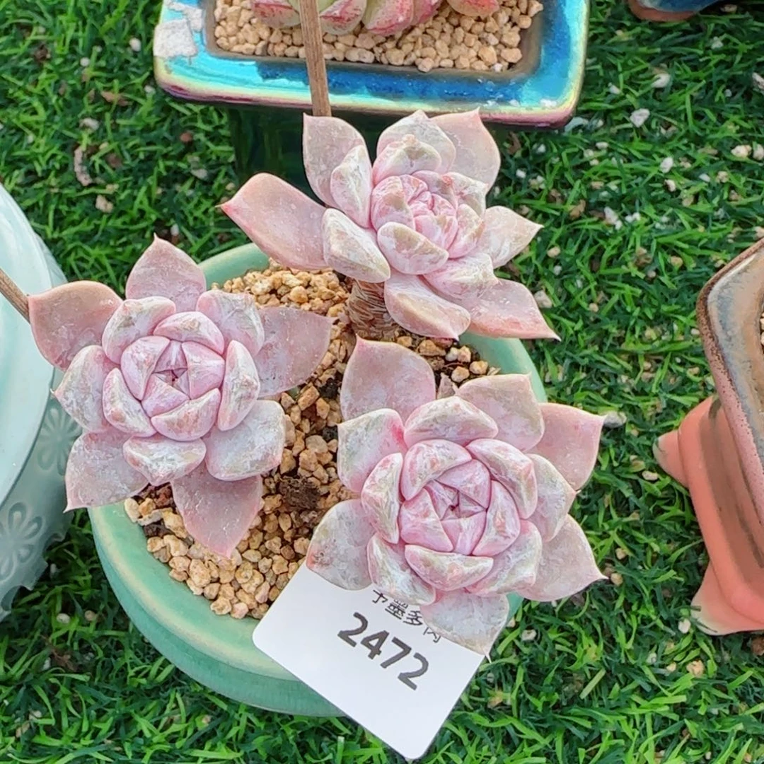 汉堡无砍，2472多肉植物