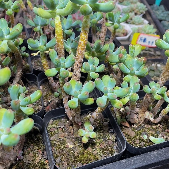 7方老庄乙女心带盆土发