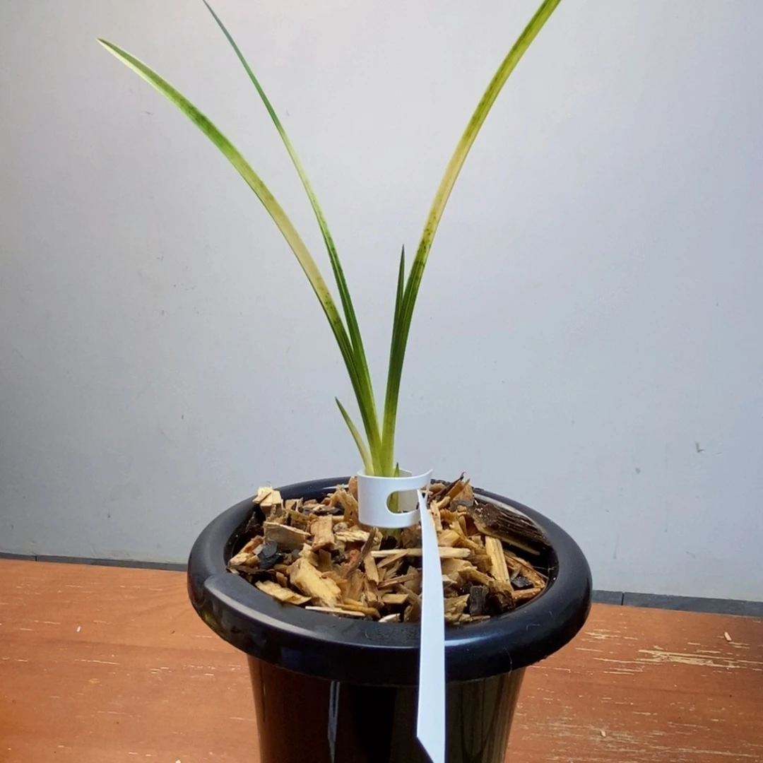 不***你完全开放蕙兰艺草