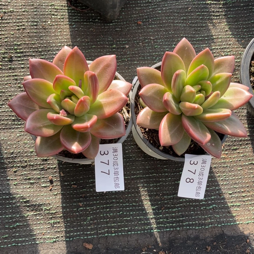 z***儿377-378泡泡多肉植物……